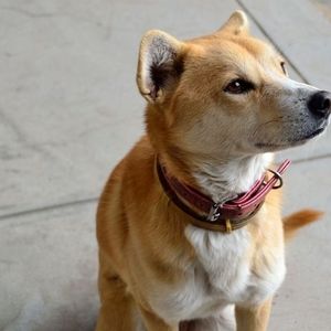 Meet your Posher, Bailey